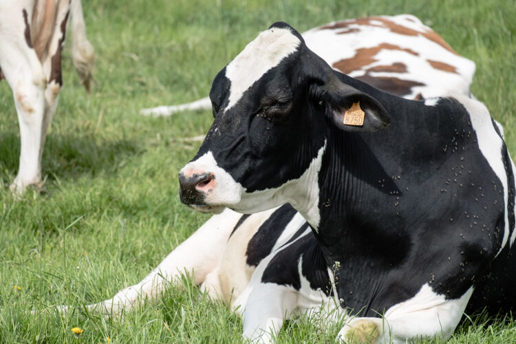 Natural Fly & Mosquito Repellent: Essential Oil Recipes for Animals Image